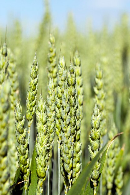 Immature grass sky