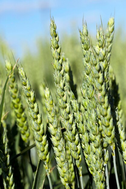 Immature green grass