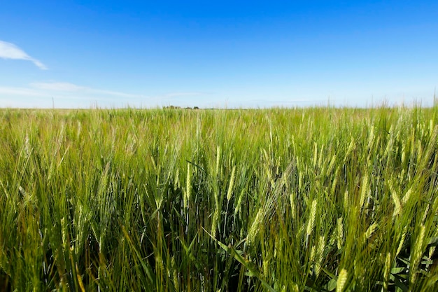 Immature green grass