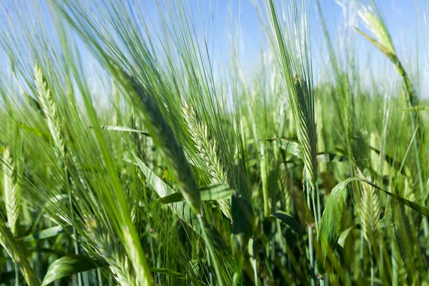 Immature green grass