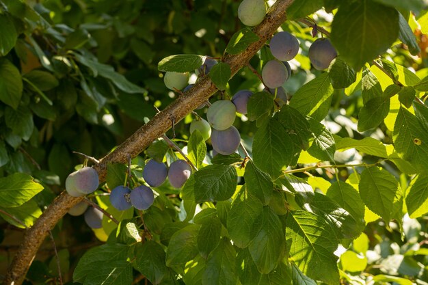 An immature green plum on a tree against a background of\
delicate green leaves with a blurred