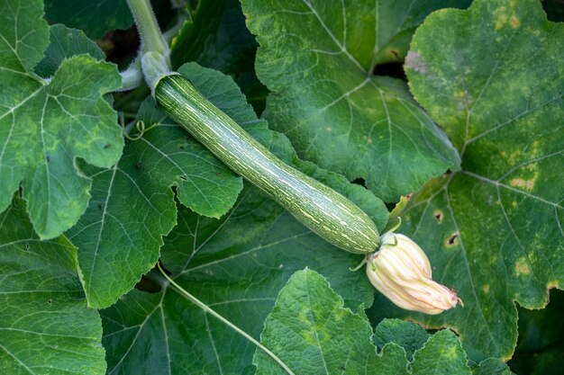 Photo an immature pumpkin is among the green leaves