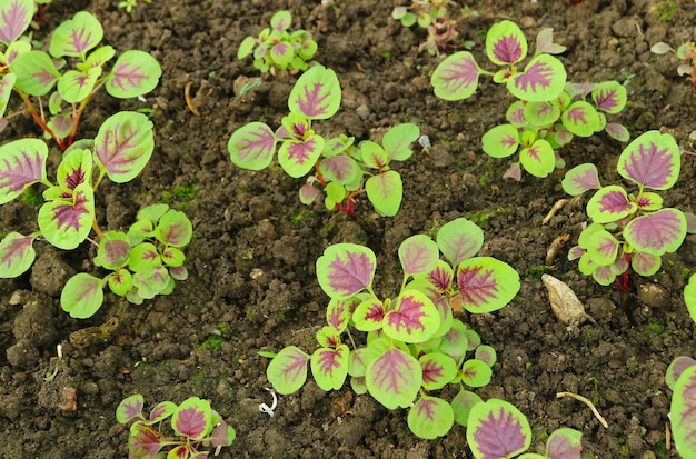 裏庭で育つ未熟な赤いほうれん草またはアマランサス デュビウス植物