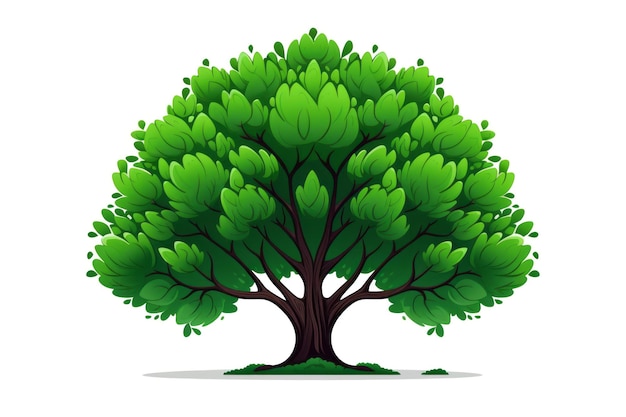 Огромное лиственное зеленое дерево с широкой листовой кроной на простом белом фоне Концепция свежего леса