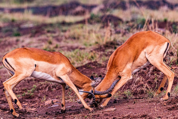 Photo impala african antelope worlds only wildlife capital nairobi national park kenya east africa landsc