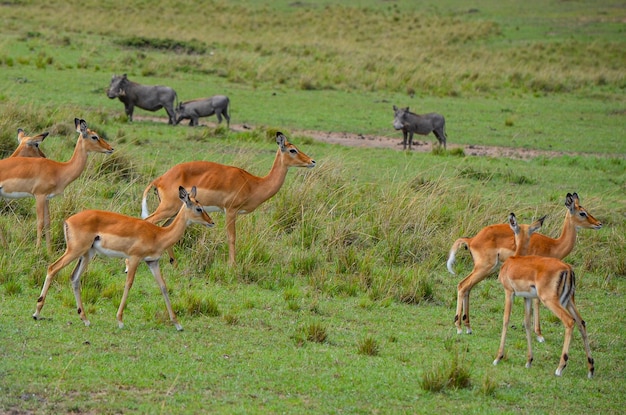 Impala antelope with warthogs in the savanna Masai Mara National Park Kenya Africa