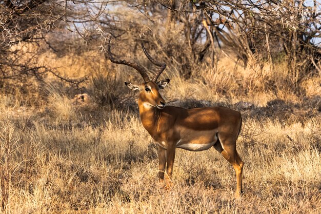 Impala close up. Bush of Samburu, Africa