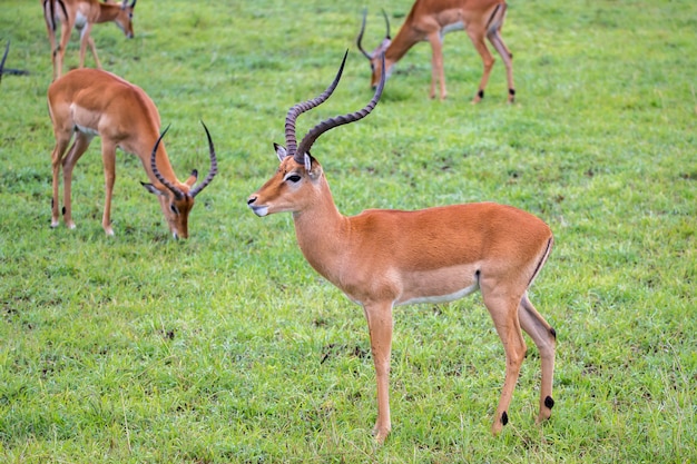 An Impala family on a grass landscape in the Kenyan savannah