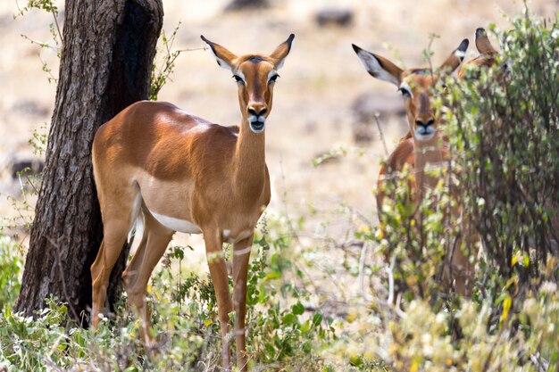 Impala gazelles grazed in the savannah of Kenya