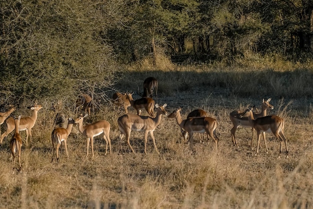 Impala grazing Kruger National Park South Africa