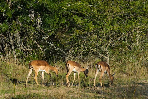 Impala grazing Kruger National Park South Africa