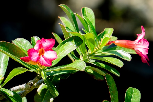 Impala Lily bloemen. Impala Lily. Desert rose bloem van tropisch klimaat.