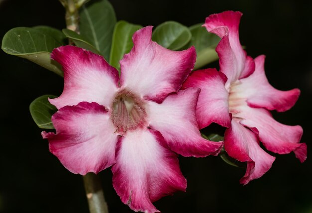 Impala Lily Pink Bignonia close up shot