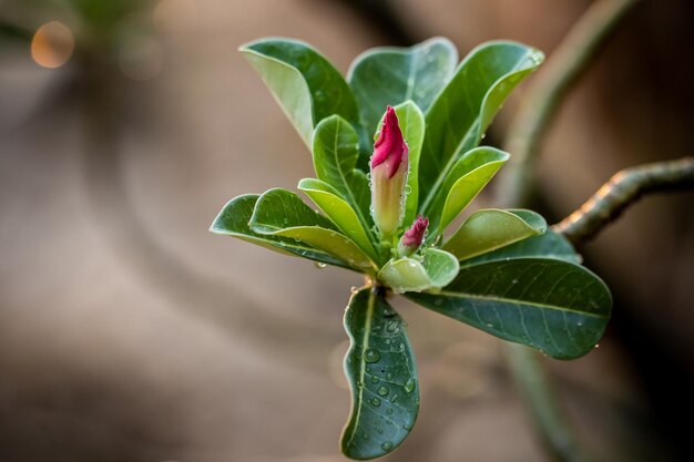 Impala Lily Pink Bignonia close up shot