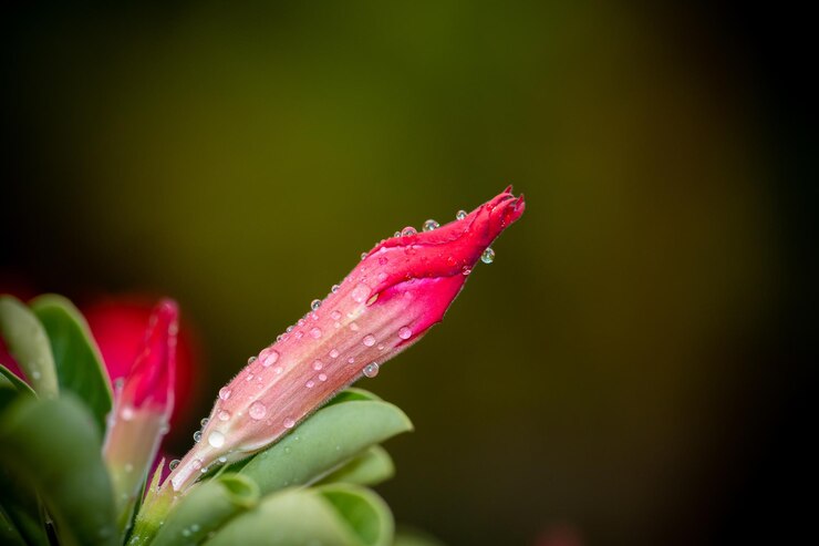 Impala Lily Pink Bignonia close-up shot