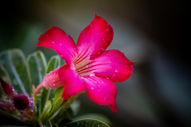 Impala lily pink bignonia close up shot