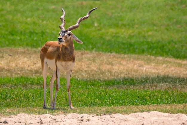 임팔라 수컷 (Aepyceros melampus). 야생 동물.