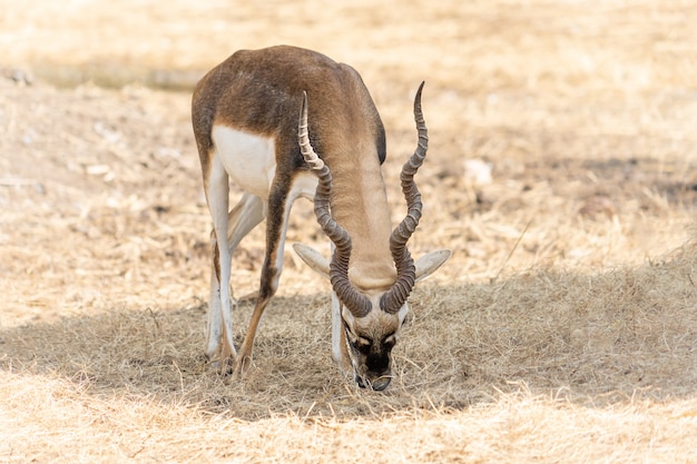 Foto impala met lange hoorns die zich op droge grond bevinden