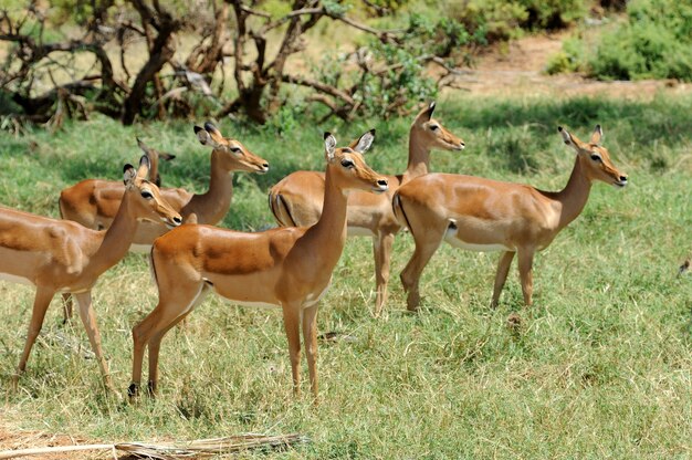 Impala in the National Reserve of Africa, Kenya