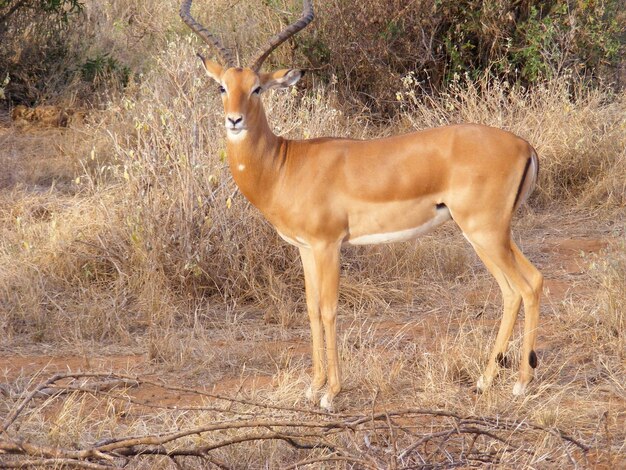 Foto impala op het veld