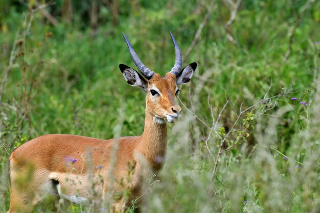 Impala op savanne in Nationaal park van Afrika, Kenia