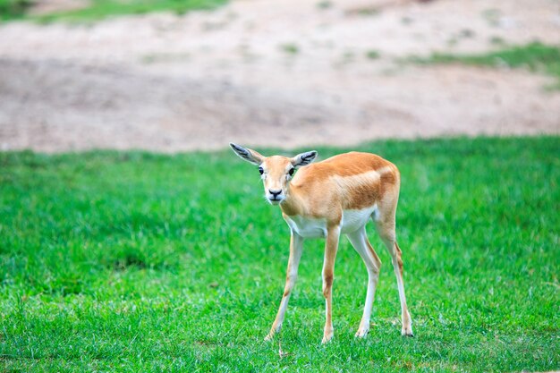 Impala&#39;s die zich op grasgebied bevinden