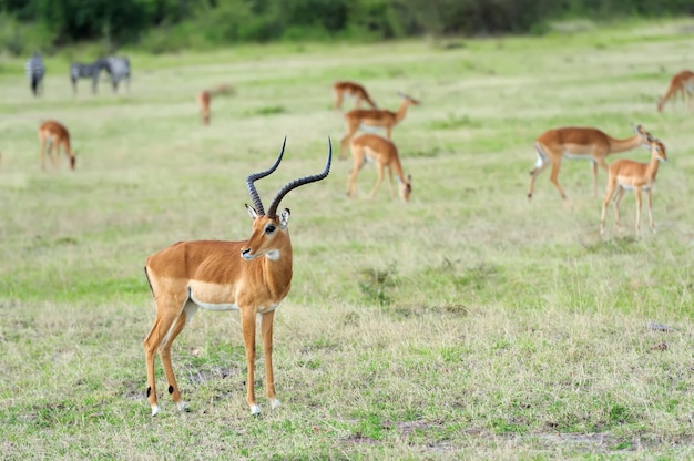 ケニア、アフリカ国立公園のサバンナのインパラ