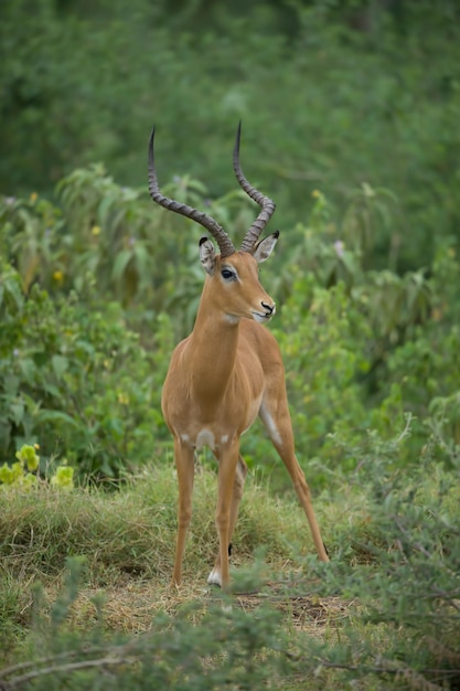 Impala in the savannah