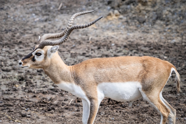 Impala con lunghe corna in piedi su terreno secco