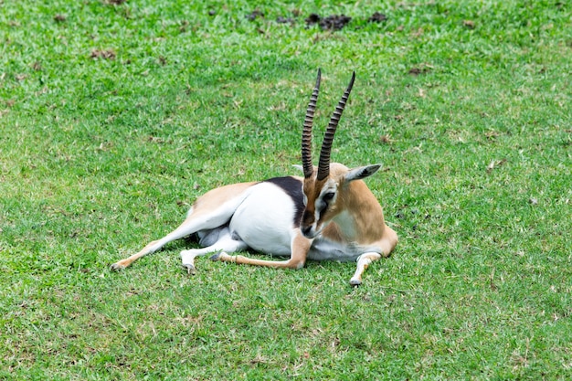 Impala