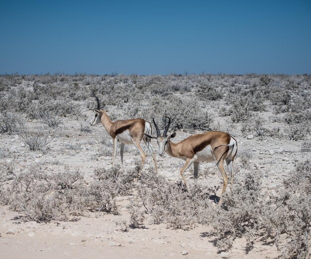 Foto impalas staan op het veld tegen een heldere blauwe hemel.