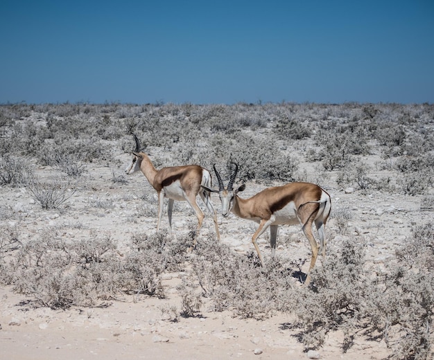 Foto impalas in piedi sul campo contro un cielo blu limpido