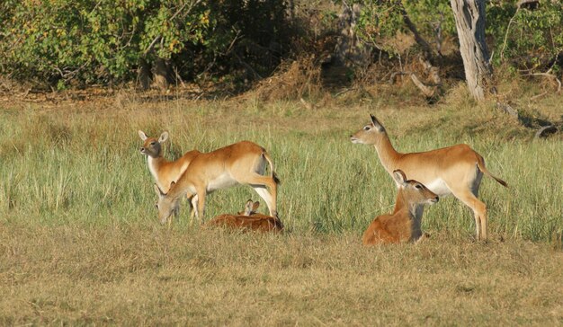 Impalas