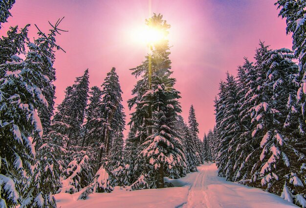 Impassable snowy winter forest road with firs