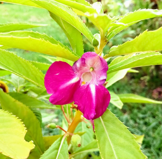 自然な背景で咲くホウセンカの花