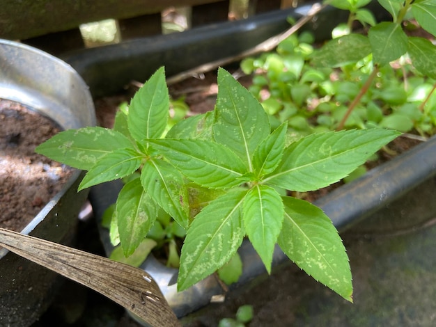 Impatiens balsamina L is een plant afkomstig uit Zuid- en Zuidoost-Azië maar werd in de 19e eeuw in Amerika geïntroduceerd Deze plant is een eenjarige of tweejarige plant