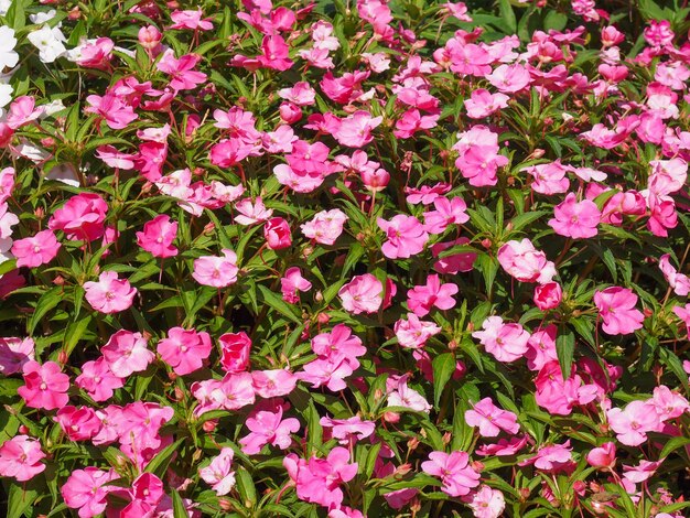 Impatiens New Guinea flower