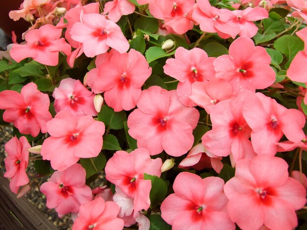 impatiens in potted scientific name Impatiens walleriana flowers also called Balsam flower bed of blossoms