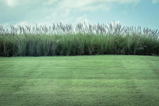 Photo imperata cylindrica beauv with grass field