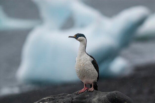 Foto cormorano imperiale nella colonia riproduttiva paulet island antarica