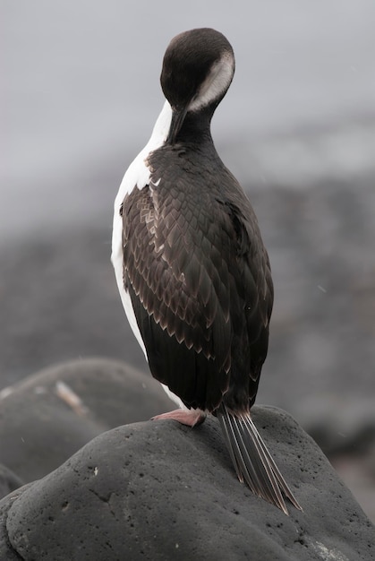 Imperial Cormorant in breeding colony Paulet Island Antarica