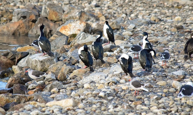 Photo imperial cormorants on an island in ushuaia tierra del fuego