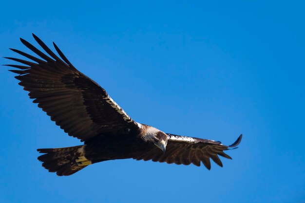 Императорский орел летающий Aquila heliaca Cordoba Испания