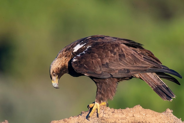 Imperial Eagle flying Aquila heliaca Cordoba Spain