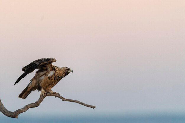 Imperial Eagle flying Aquila heliaca Toledo Spain