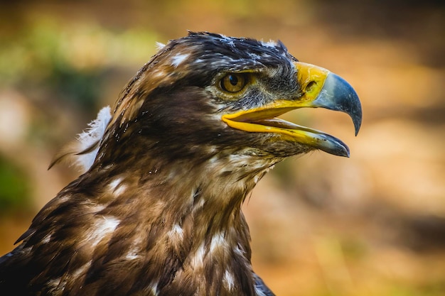 imperial eagle, head detail with beautiful plumage brown