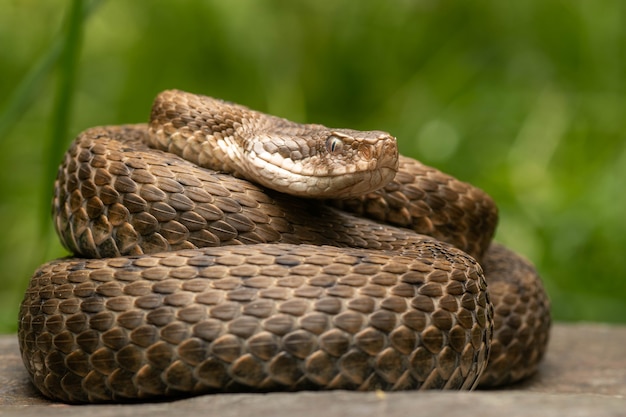 Photo imposing and beautiful pyrenean aspis viper