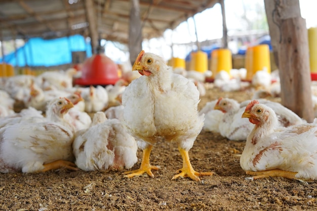 Imposing white hen standing from the front posing for the photo