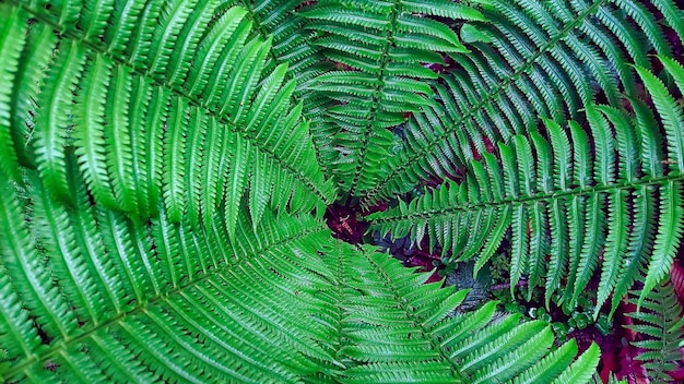 Impressive closeup shot of fern