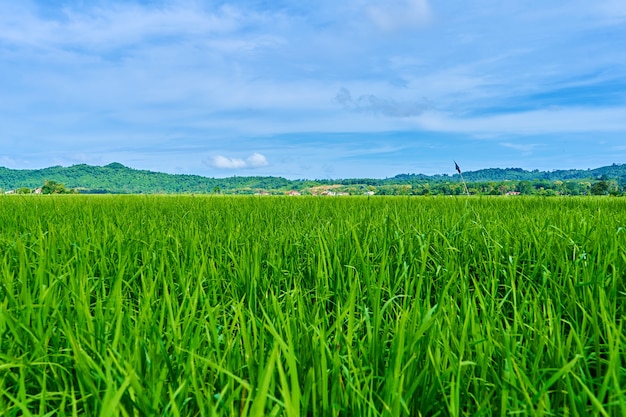 Impressive landscape green rice field with mountains in the background.